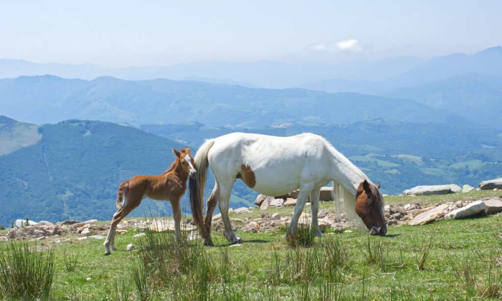 CHEVAUX RANDONNEE LA RHUNE