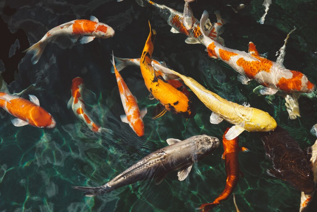 carpe koi jardin botanique bayonne